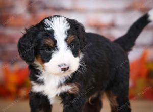 tri-colored male mini bernedoodle near Chicago Illinois