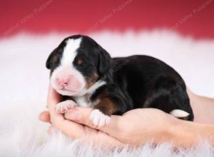 tri-colored male mini bernedoodle near Chicago Illinois