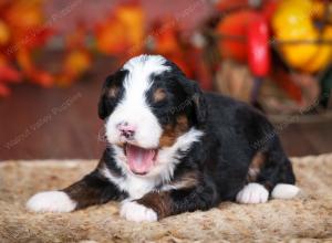 tri-colored male mini bernedoodle near Chicago Illinois