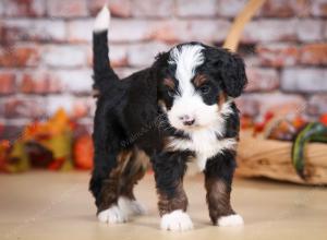 tri-colored male mini bernedoodle near Chicago Illinois