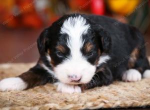 tri-colored male mini bernedoodle near Chicago Illinois