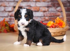 tri-colored male mini bernedoodle near Chicago Illinois