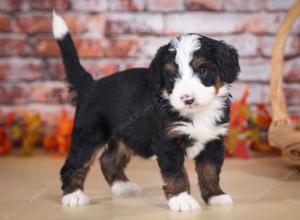 tri-colored male mini bernedoodle near Chicago Illinois