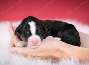 tri-colored female mini bernedoodle near Chicago Illinois