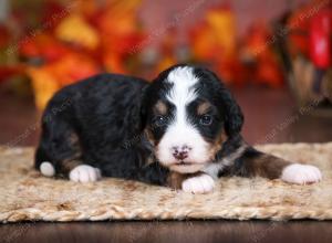 tri-colored female mini bernedoodle near Chicago Illinois