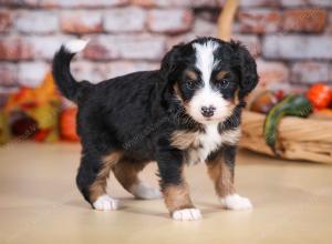 tri-colored female mini bernedoodle near Chicago Illinois