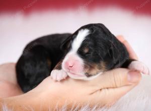 tri-colored female mini bernedoodle near Chicago Illinois