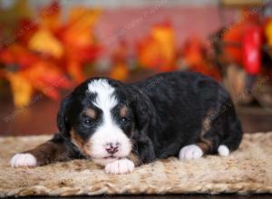 tri-colored female mini bernedoodle near Chicago Illinois