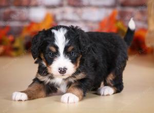 tri-colored female mini bernedoodle near Chicago Illinois