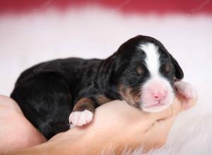 tri-colored female mini bernedoodle near Chicago Illinois