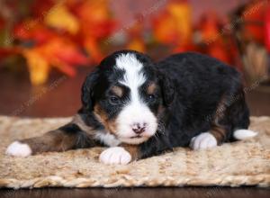 tri-colored female mini bernedoodle near Chicago Illinois