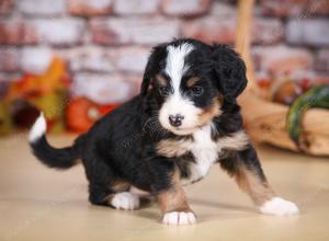 tri-colored female mini bernedoodle near Chicago Illinois