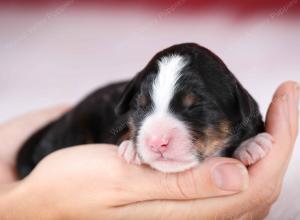 tri-colored female mini bernedoodle near Chicago Illinois