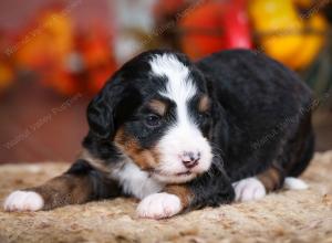 tri-colored female mini bernedoodle near Chicago Illinois