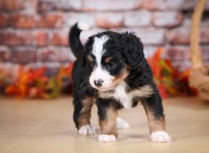 tri-colored female mini bernedoodle near Chicago Illinois