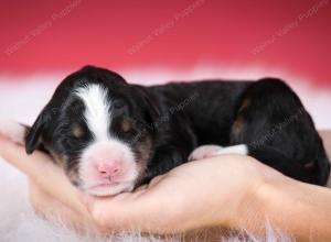 tri-colored female mini bernedoodle near Chicago Illinois