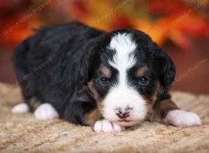 tri-colored female mini bernedoodle near Chicago Illinois