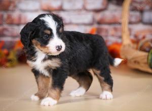 tri-colored female mini bernedoodle near Chicago Illinois