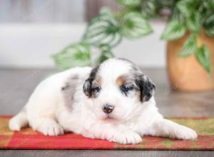 F1B mini bernedoodle near Chicago Illinois