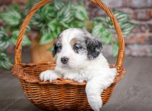 F1B mini bernedoodle near Chicago Illinois