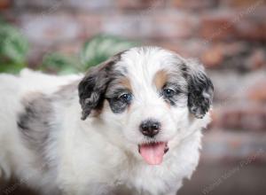 F1B mini bernedoodle near Chicago Illinois