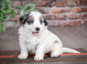 F1B mini bernedoodle near Chicago Illinois