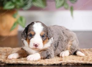 mini bernedoodle near Saint Louis MO