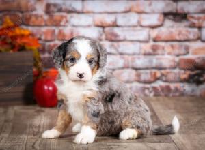 mini bernedoodle near Saint Louis MO