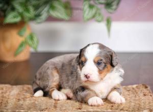 mini bernedoodle near Saint Louis MO