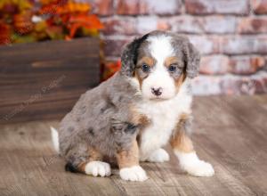 mini bernedoodle near Saint Louis MO