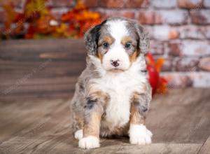 mini bernedoodle near Saint Louis MO