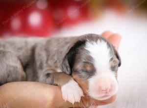 mini bernedoodle near Saint Louis MO