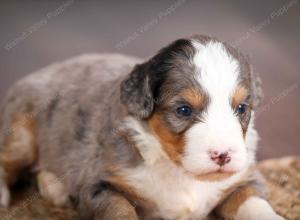 mini bernedoodle near Saint Louis MO