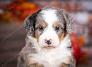 mini bernedoodle near Saint Louis MO