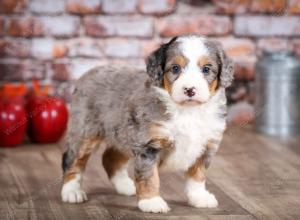 mini bernedoodle near Saint Louis MO