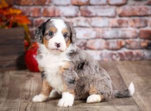 mini bernedoodle near Saint Louis MO