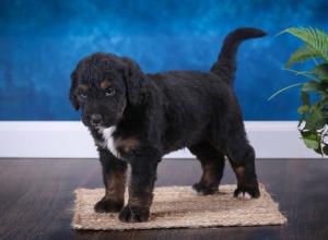 tri-colored standard bernedoodle near Chicago Illinois