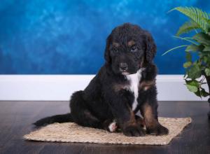 tri-colored standard bernedoodle near Chicago Illinois