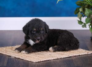 tri-colored standard bernedoodle near Chicago Illinois