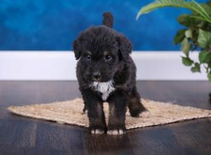 tri-colored standard bernedoodle near Chicago Illinois