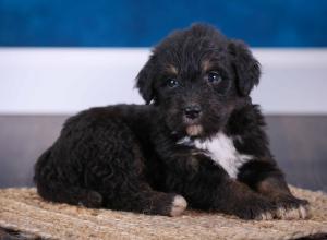 tri-colored standard bernedoodle near Chicago Illinois