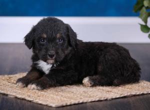 tri-colored standard bernedoodle near Chicago Illinois