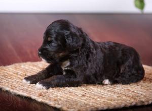 tri-colored standard bernedoodle