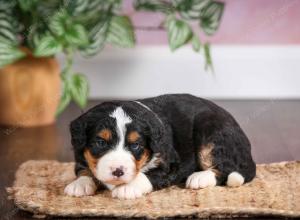 mini bernedoodle near Saint Louis MO