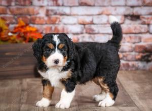 mini bernedoodle near Saint Louis MO