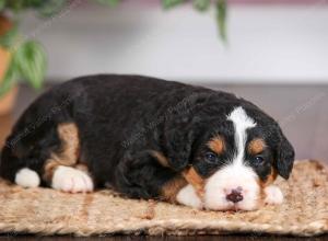 mini bernedoodle near Saint Louis MO