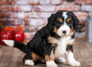 mini bernedoodle near Saint Louis MO