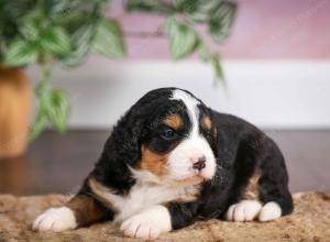 mini bernedoodle near Saint Louis MO
