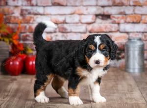 mini bernedoodle near Saint Louis MO
