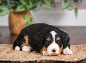 mini bernedoodle near Saint Louis MO